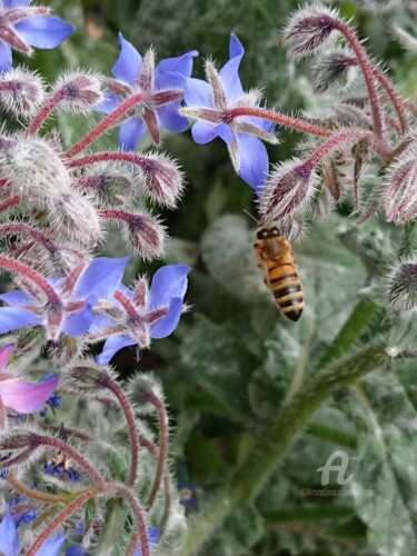 La nature et le confinement