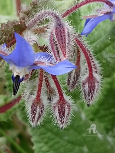 révérence d'une fleur de bourrache