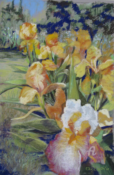 Au jardin des iris